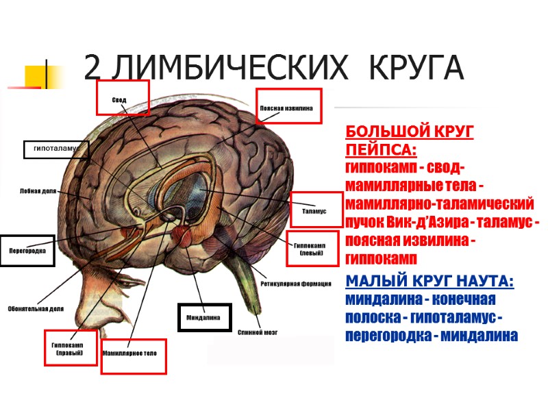 2 ЛИМБИЧЕСКИХ  КРУГА БОЛЬШОЙ КРУГ ПЕЙПСА:       